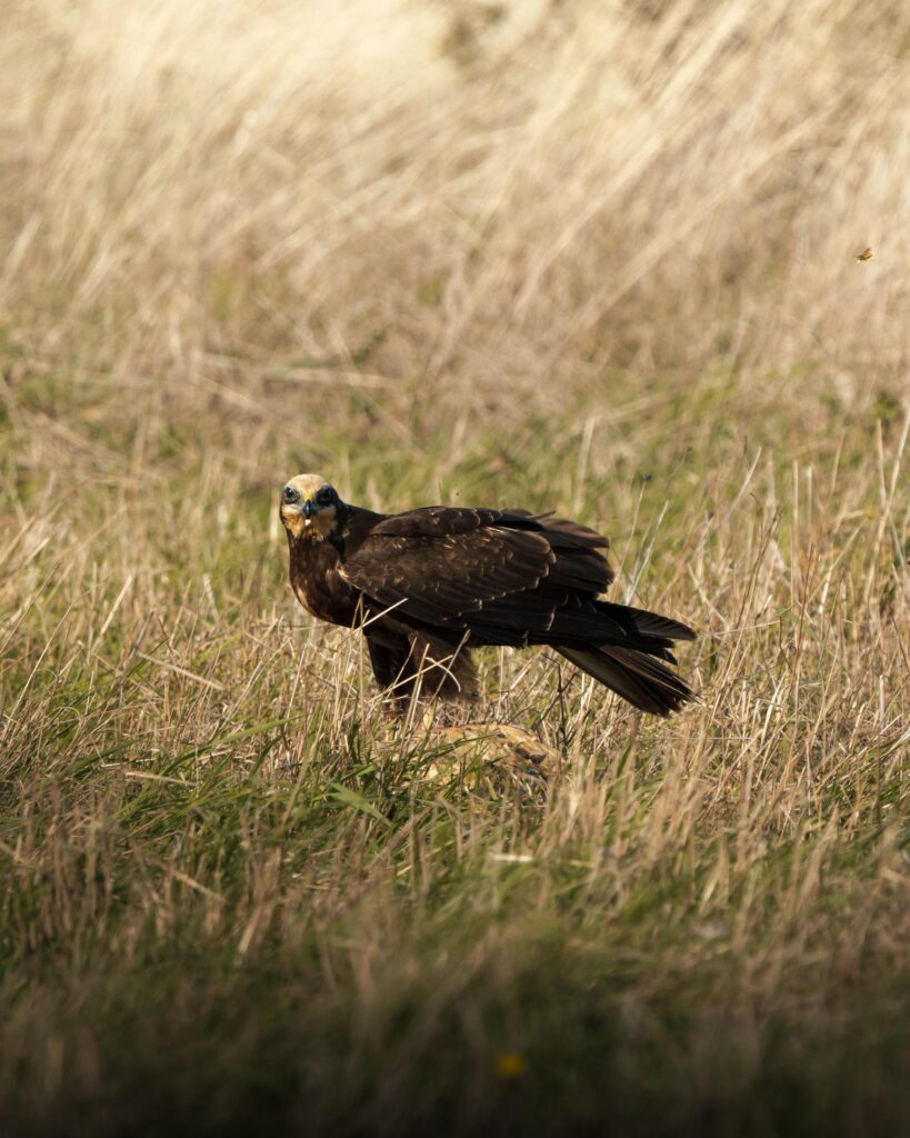 Rohrweihe. Fotografiert von Hannes Pödtke