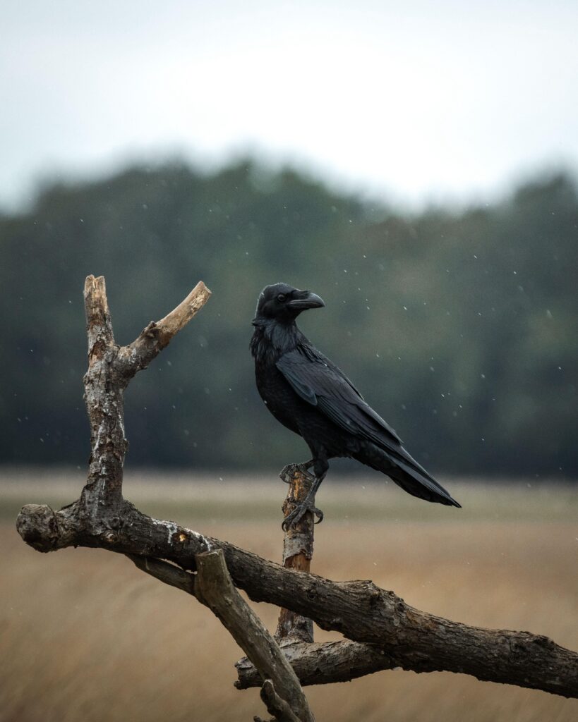 Kolkrabe. Fotografiert von Hannes Pödtke