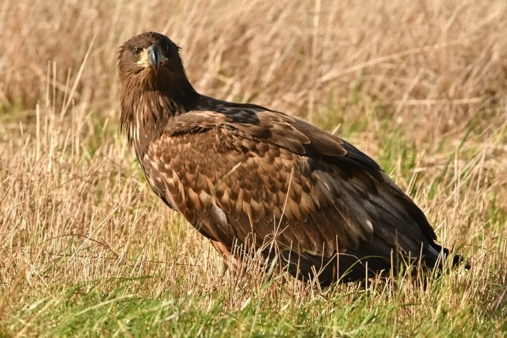 Juveniler Seeadler. Fotografiert in 18m Entfernung von Jörg Lindemann