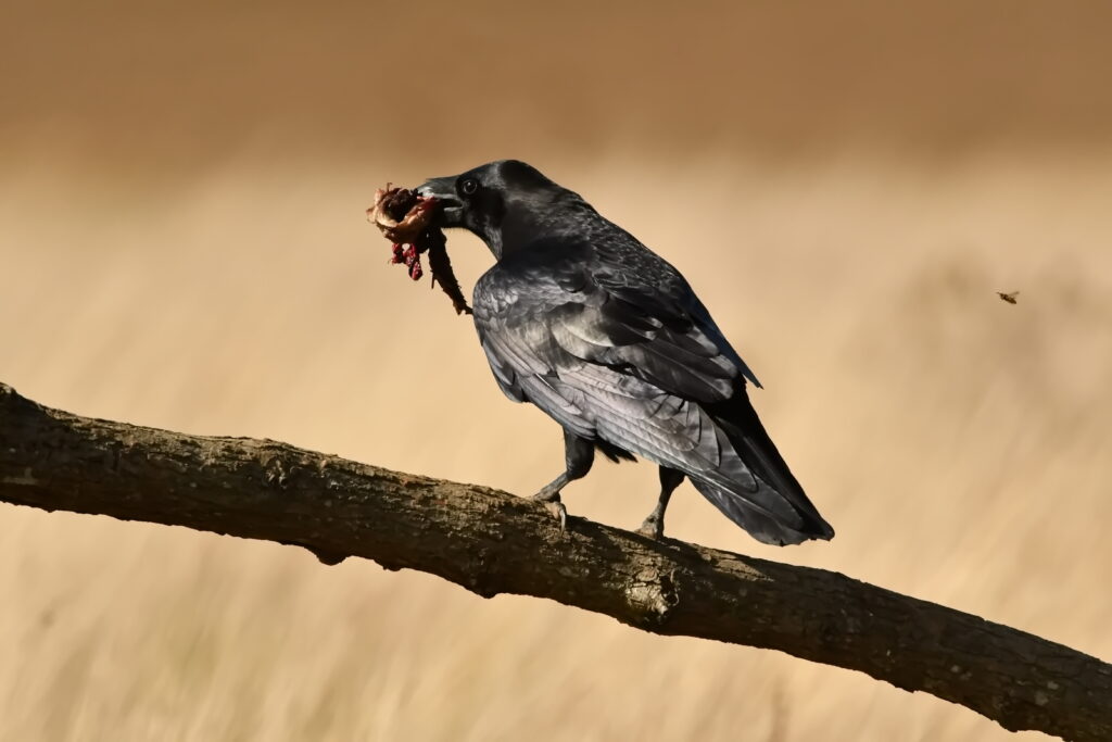 Kolkrabe. Fotografiert von Jörg Lindemann
