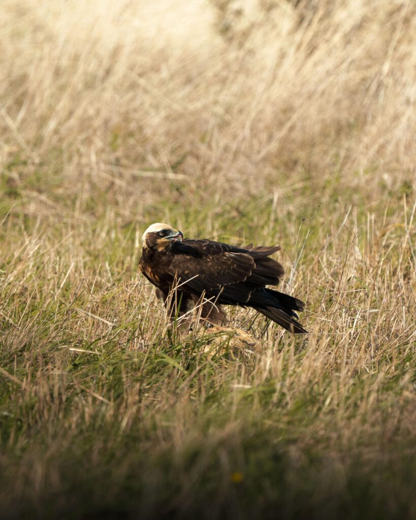 Rohrweihe. Fotografiert von Hannes Pödtke