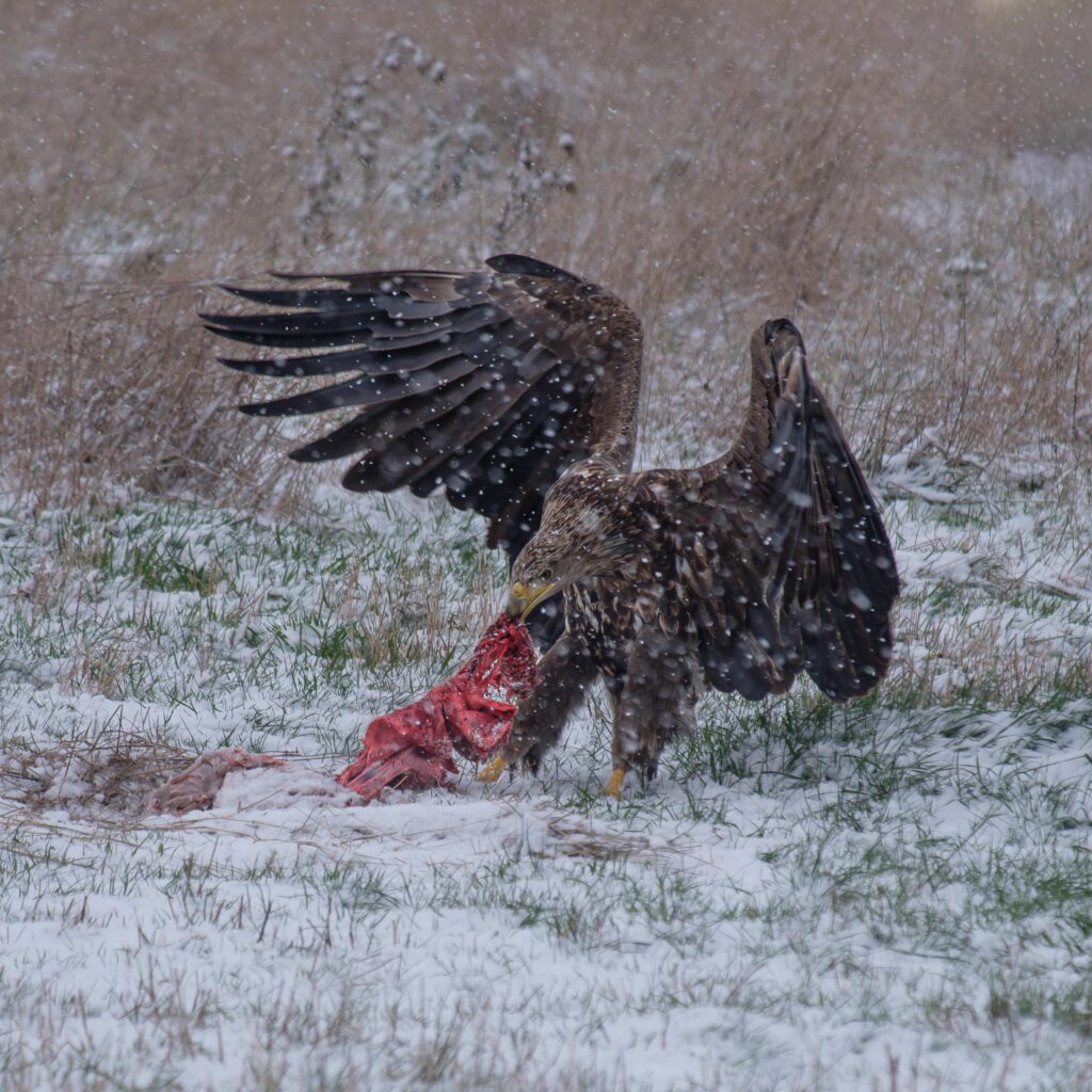 Seeadler, fotografiert von Hermann Roth