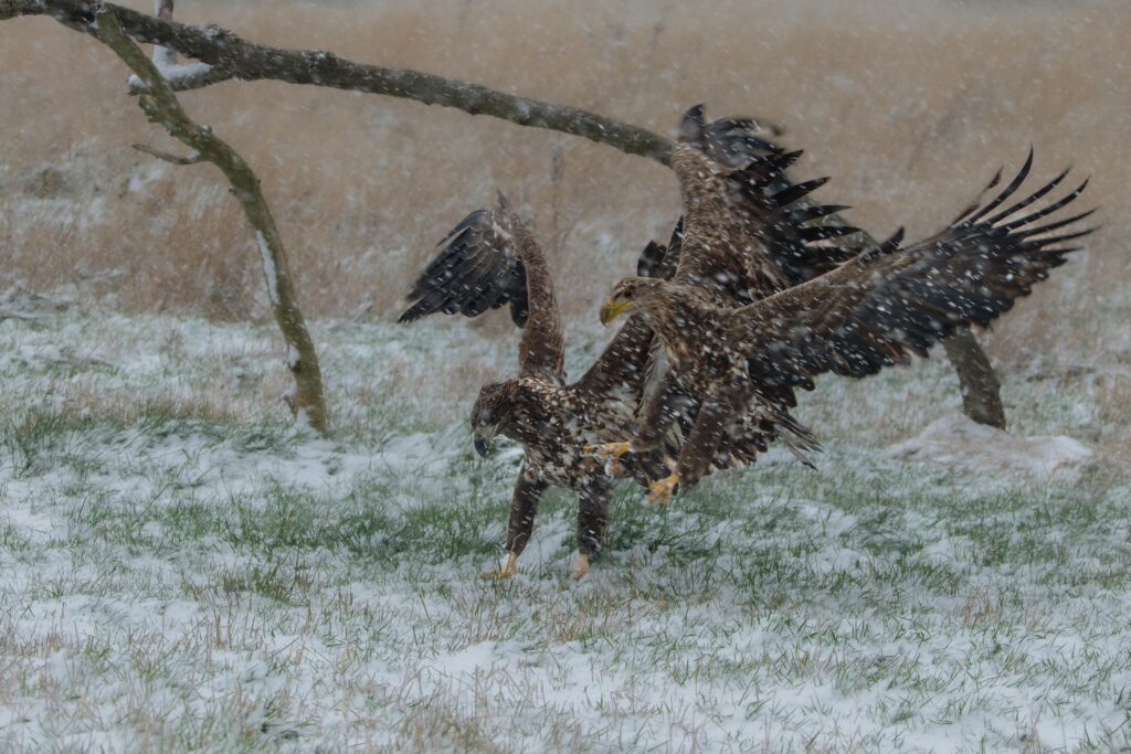 Seeadler fotografiert von Hermann Roth