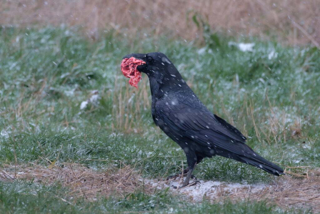 Kolkrabe, fotografiert von Hermann Roth