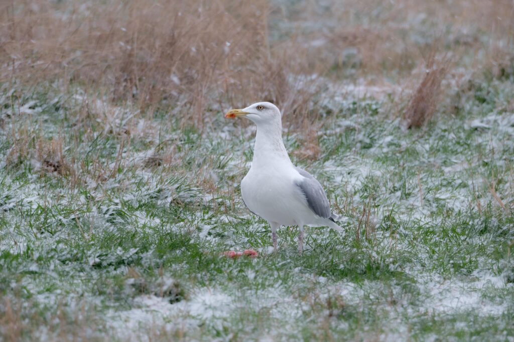 Silbermöwe, fotografiert von Hermann Roth
