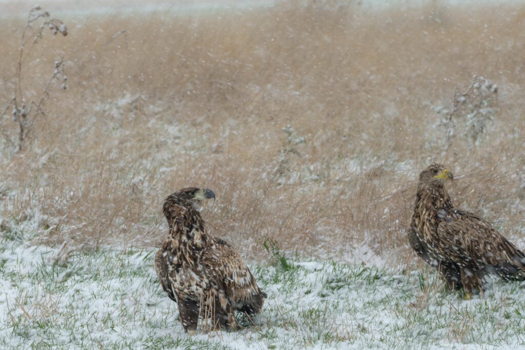 Seeadler, fotografiert von Hermann Roth