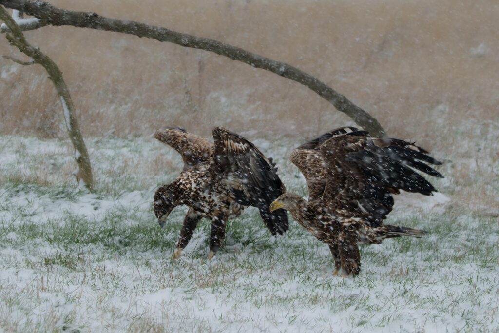 Seeadler, fotografiert von Hermann Roth