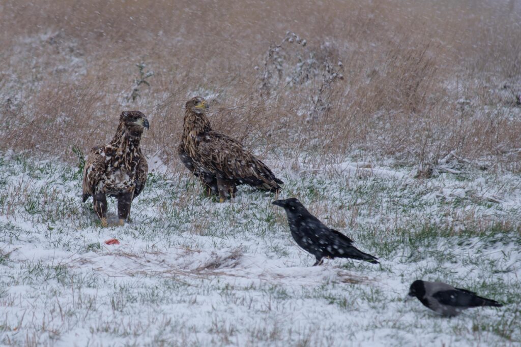 Seeadler, fotografiert von Hermann Roth