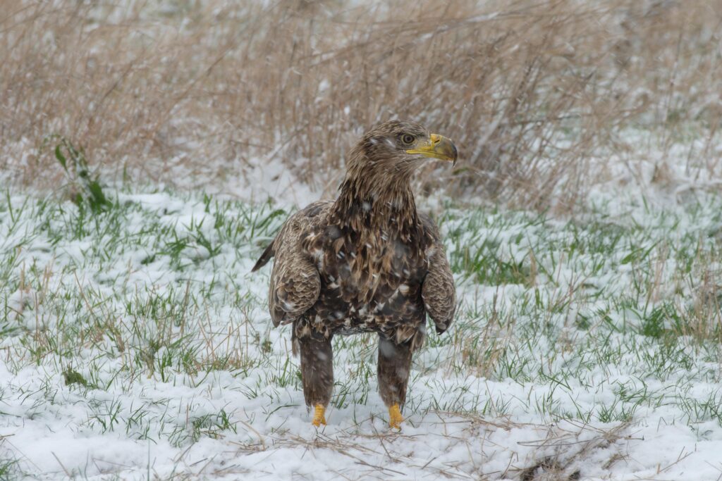 Seeadler, fotografiert von Hermann Roth