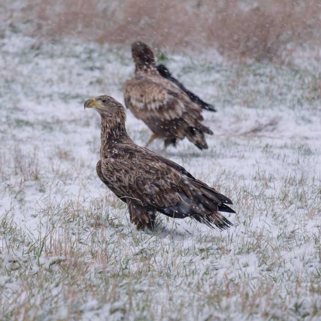 Seeadler, fotografiert von Hermann Roth