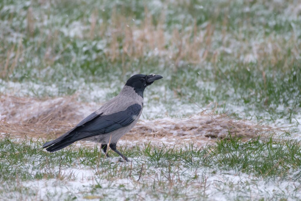 Nebelkrähe, fotografiert von Hermann Roth