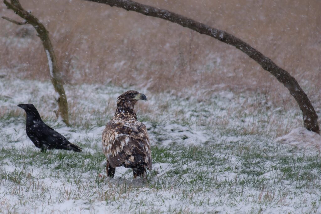 Seeadler, fotografiert von Hermann Roth