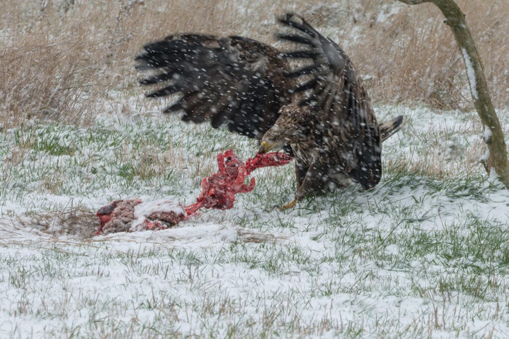 Seeadler, fotografiert von Hermann Roth