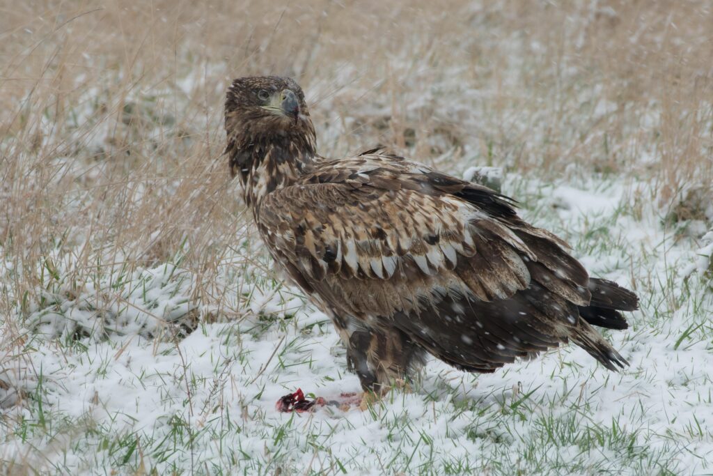 Seeadler, fotografiert von Hermann Roth