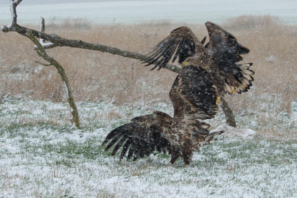 Seeadler fotografiert von Hermann Roth